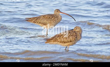 Due uccelli ricci orientali che si trovano in acque poco profonde sulle pianelle di mudflats a Cairns Queensland Australia Foto Stock