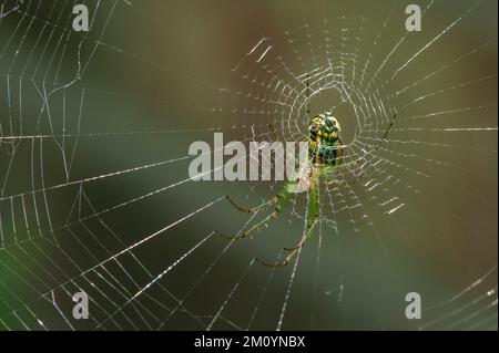 Un ragno Orbweaver (Leucauge venusta) in attesa di preda Foto Stock