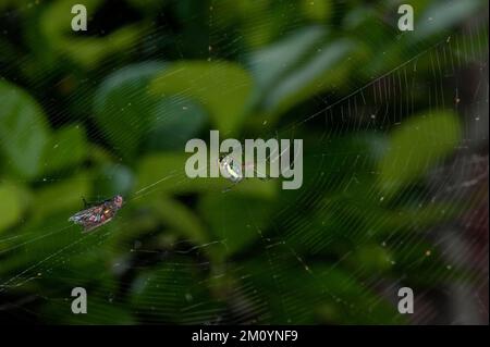 Un ragno Orbweaver (Leucauge venusta) con prede Foto Stock