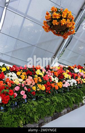 Ballarat Australia / l'annuale Ballarat Begonia Festival è un evento popolare nella città di Ballarat. Foto Stock