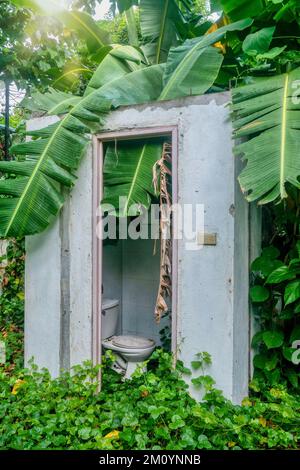 Natura che prende il controllo dei resti di una casa abbandonata nelle Filippine, con foglie di banana e viti che crescono su un ex bagno. Foto Stock