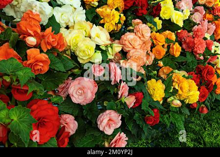 Ballarat Australia / l'annuale Ballarat Begonia Festival è un evento popolare nella città di Ballarat. Foto Stock