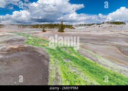 Un fiume limpido scorre su un vivace fondo verde del torrente nel Norris Geyser Basin, Parco Nazionale di Yellowstone, Wyoming Foto Stock