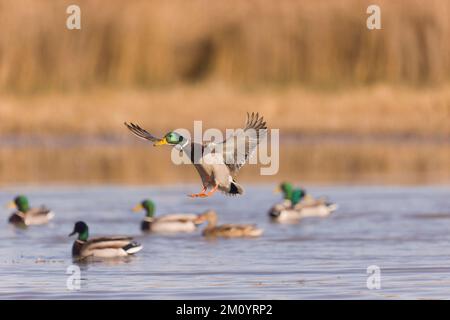 Mallard Anas platyrhynchos, adulto maschio di volo, circa per atterrare per unire il gregge su stagno, Toledo, Spagna, novembre Foto Stock