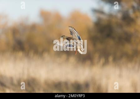 Mallard Anas platyrhynchos, donna adulta di volo, Toledo, Spagna, novembre Foto Stock