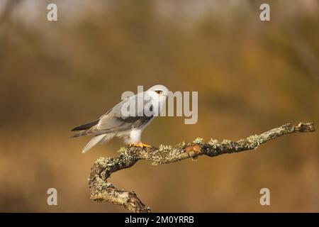 Aquilone dalle alette nere Elanus caeruleus, adulto arroccato sul ramo, Toledo, Spagna, novembre Foto Stock