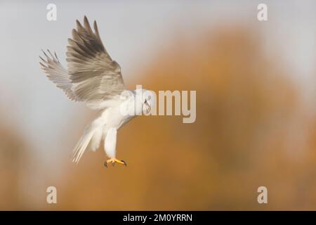 Aquilone dalle alette nere Elanus Caeruleus, volo per adulti, Toledo, Spagna, novembre Foto Stock