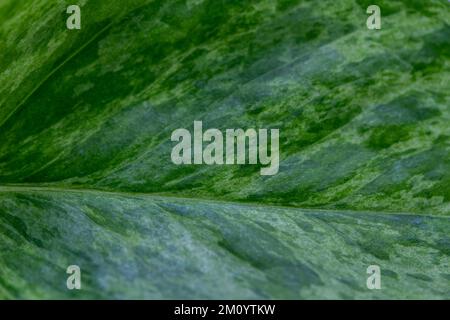 Full frame macro struttura astratta sfondo di una regina unica in marmo pothos foglia di pianta con variegato colore verde e bianco Foto Stock