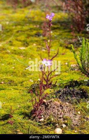 Singola pianta di Drosera cistiflora presa in habitat naturale nei Monti Cederberg Foto Stock