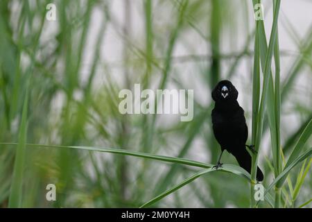 Widowbird dalle alette bianche al campo di riposo di Skukuza, Parco Nazionale di Kruger, Sud Africa. Foto Stock