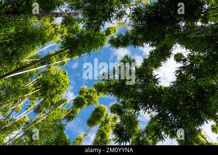 Vista che guarda su di un albero di bambù baldacchino foresta al cielo blu - Hana, Maui, Hawaii Foto Stock