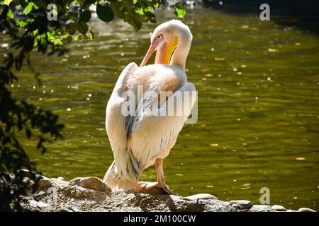 Una giornata nello zoo di cracovia, Polonia Foto Stock