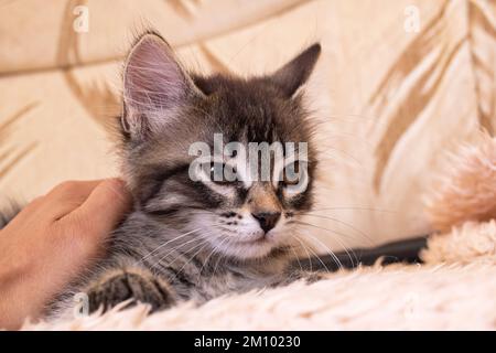 Gattino grigio con uno sguardo curioso da vicino Foto Stock