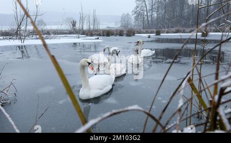 Riedlingen, Germania. 09th Dec, 2022. Una famiglia di cigni nuota in uno stagno a temperature gelide e neve fresca. Credit: Thomas Warnack/dpa/Alamy Live News Foto Stock