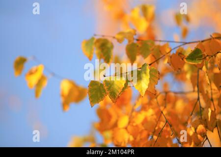 Betulla con foglie autunnali verdi e dorate su sfondo cielo blu. Foto Stock