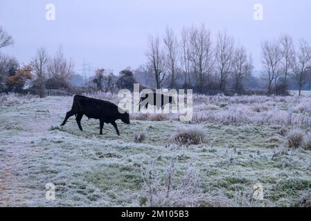 Mucche in un campo ghiacciato dopo brina dura, Avon Valley, New Forest, Hampshire, Regno Unito, 9 dicembre 2022, durante la notte le temperature sono scese a -7 (meno 7) in campagna. Foto Stock