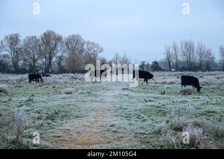 Mucche in un campo ghiacciato dopo brina dura, Avon Valley, New Forest, Hampshire, Regno Unito, 9 dicembre 2022, durante la notte le temperature sono scese a -7 (meno 7) in campagna. Foto Stock