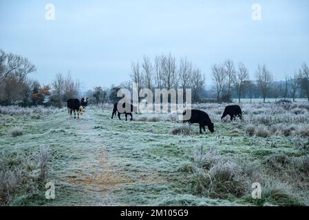 Mucche in un campo ghiacciato dopo brina dura, Avon Valley, New Forest, Hampshire, Regno Unito, 9 dicembre 2022, durante la notte le temperature sono scese a -7 (meno 7) in campagna. Foto Stock