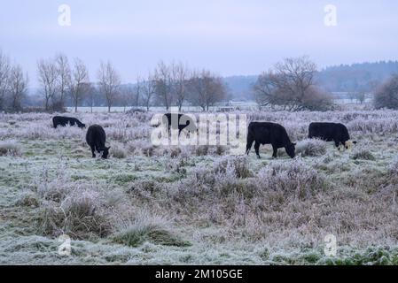 Mucche in un campo ghiacciato dopo brina dura, Avon Valley, New Forest, Hampshire, Regno Unito, 9 dicembre 2022, durante la notte le temperature sono scese a -7 (meno 7) in campagna. Foto Stock