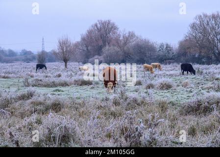 Mucche in un campo ghiacciato dopo brina dura, Avon Valley, New Forest, Hampshire, Regno Unito, 9 dicembre 2022, durante la notte le temperature sono scese a -7 (meno 7) in campagna. Foto Stock