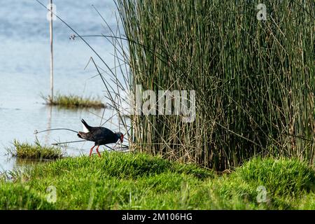 Swamphen occidentale (Porphyrio porphyrio), Donana National & Natural Park, Andalusia, Spagna. Foto Stock