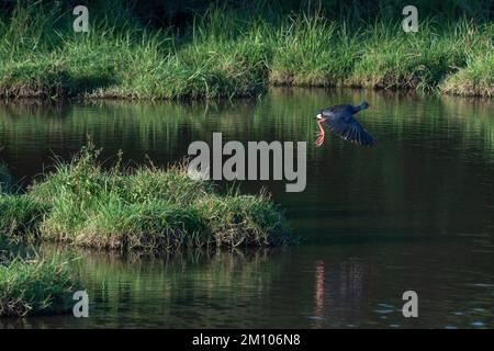 Swamphen occidentale (Porphyrio porphyrio), Donana National & Natural Park, Andalusia, Spagna. Foto Stock