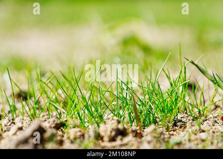 Erba fresca verde primaverile primo piano con il sole. Germogli di semina di mais verde crescente. Giovane verde primavera erba sfondo, vista ad angolo basso Foto Stock