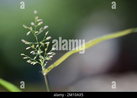 Cyanthillium cinereum piccoli fiori di erba bianca e viola anche conosciuto come poco ironweed e poovamkurunnila, Vernonia cinerea Cyanthillium cinereal . Foto Stock