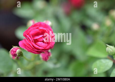 Rosa rose e bokeh naturale dalle foglie, rosa fiorente su uno sfondo verde, rose nel giardino le rose sono belle con una bella giornata di sole Foto Stock