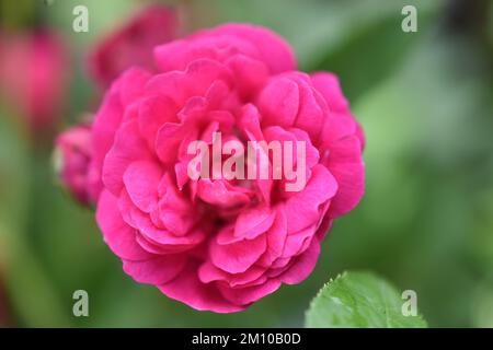 Rosa rose e bokeh naturale dalle foglie, rosa fiorente su uno sfondo verde, rose nel giardino le rose sono belle con una bella giornata di sole Foto Stock