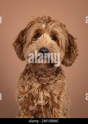 Portrai colpo di testa di Cobberdog marrone aka labradoodle cane. Un aspetto amichevole verso la fotocamera. Isolato su sfondo marrone. Foto Stock