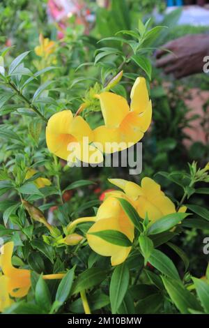Allamanda catartica . Il bello. Foto Stock