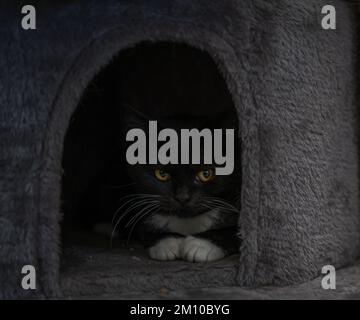 In bianco e nero dai capelli lunghi cat Foto Stock