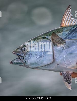 Un primo piano di un Falso Albacore con la scala lucida e una mano di un pescatore che lo tiene, su uno sfondo sfocato Foto Stock