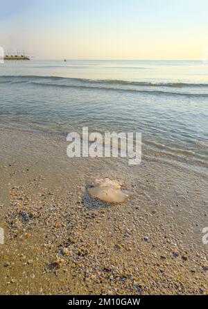 Un primo piano di meduse sulla spiaggia alla luce del sole sul mare e sull'alba. Animali marini. Foto Stock