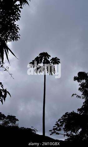 Silhouette di bosco di serpente (Cecropia peltata) sulla foresta tropicale a Teresopolis, Rio de Janeiro, Brasile Foto Stock