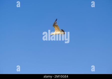 gabbiano in volo attraverso il cielo blu. Volo di uccelli. Sfondo naturale Foto Stock