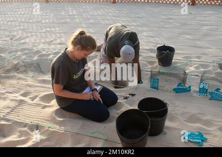 Vivaio di tartarughe con tartarughe per bambini. Progetto biodiversità.Santa Maria, SAL, Capo Verde Foto Stock