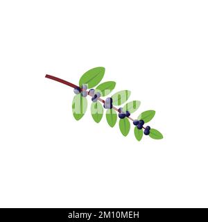 Evergreen Huckleberry Flat design clip art vettoriale illustrazione isolata su sfondo bianco Illustrazione Vettoriale