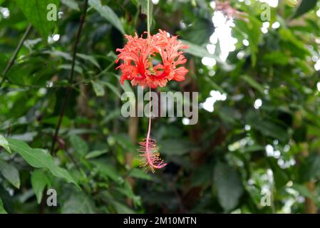 Hibiscus rosso Schizopetalus (Lanterna Giapponese) Fiore cresciuto all'Eden Project, Cornovaglia, Inghilterra, Regno Unito. Foto Stock