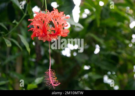 Hibiscus rosso Schizopetalus (Lanterna Giapponese) Fiore cresciuto all'Eden Project, Cornovaglia, Inghilterra, Regno Unito. Foto Stock