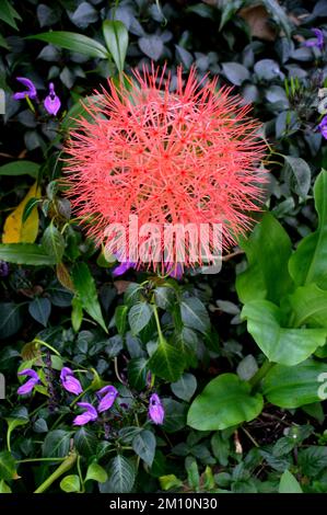 Singolo Red Scadoxus Multiflorus (Haemasthus Multiflora) 'Blood Lily' Pompon Flower coltivato presso l'Eden Project, Cornovaglia, Inghilterra, Regno Unito. Foto Stock