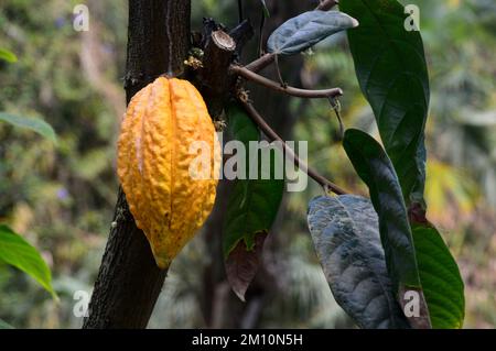 Fagiolo di cacao giallo 'Pod' (semi di cacao) che si tramandano su un albero di cacao (Theobroma cacao) cresciuto all'Eden Project, Cornovaglia, Inghilterra, UK. Foto Stock