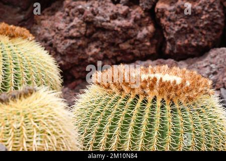 Primo piano di Echinocactus grusonii Foto Stock