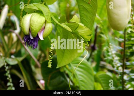 Bursting Purple Passiflora Edulis (Passion Fruit) Bub in Tree al Eden Project, Cornovaglia, Inghilterra, UK. Foto Stock