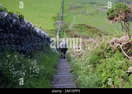 Uomo che cammina giù i passi da tradizionale mano Cornish ardesia muro di pietra secca di ardesia vicino Willapark sul South West Coastal Path, Cornovaglia, Foto Stock