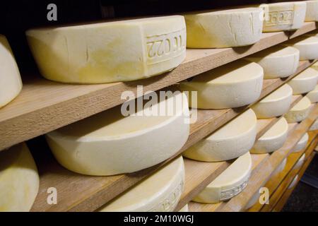 Ruote di formaggio Bettelmatt, tipiche dell'Alpe Crampiolo (Piemonte, Italia) che maturano per tre mesi su scaffali di un magazzino di antica tradizione italiana Foto Stock