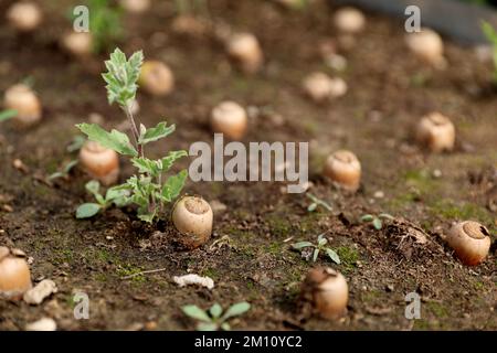 Quercus robur germogliava ghiande in serra Foto Stock