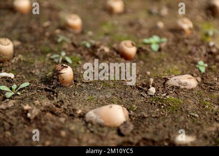 Quercus robur germogliava ghiande in serra Foto Stock