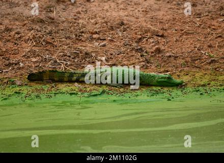 Yacare Caiman (Caiman yacare) riposante vicino ad uno stagno dell'acqua. Pantanal, Brasile. Dettaglio verticale Foto Stock